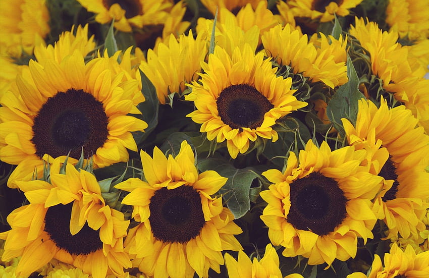 sunflower - Book - Your Source for , & high quality, Yellow Sunflower HD wallpaper