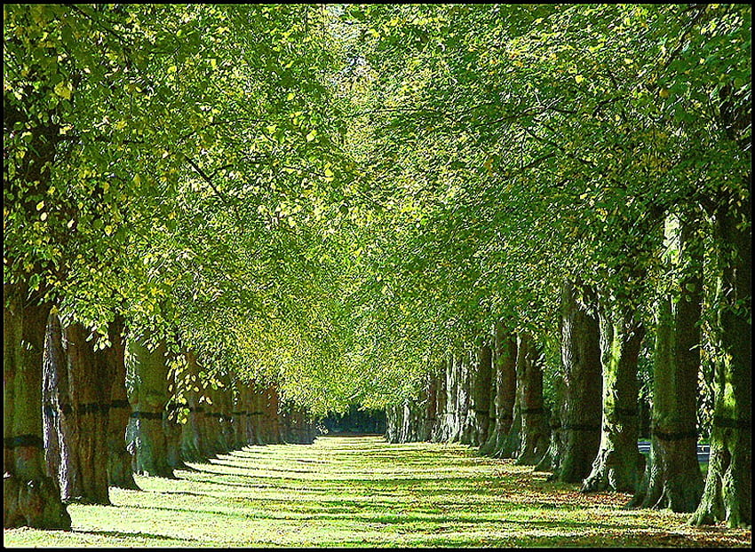 Lindenallee, sonnig, Baumreihen, Blätter, grün, Äste, Bäume, Gehweg HD-Hintergrundbild