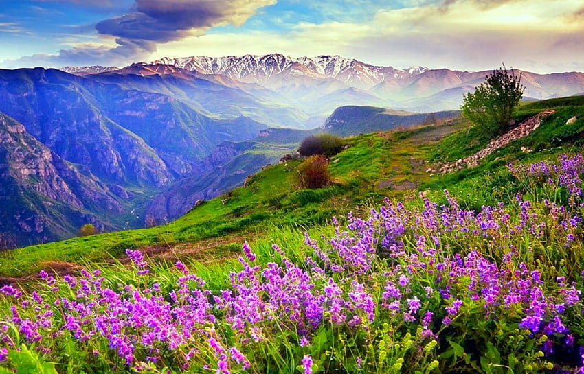 Mountain Flowers, snowy peaks, Armenia, beautiful, grass, sunrise, canyon, clouds, flowers, sky, mountains HD wallpaper