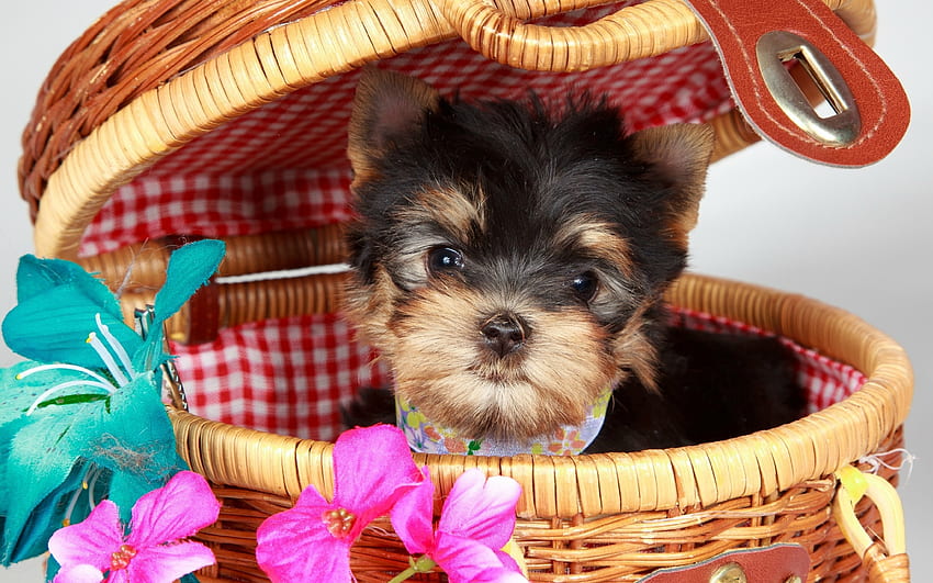 Yorkie, blue, animal, cute, basket, puppy, pink, flower, yorkshire terrier, caine HD wallpaper