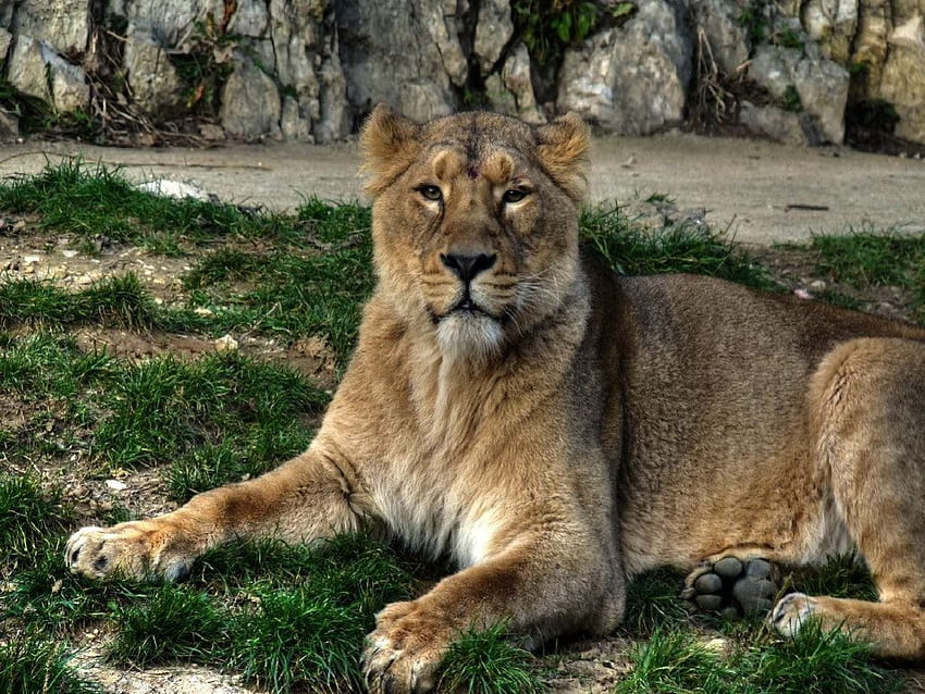 who are you bro?, lion, zoo HD wallpaper