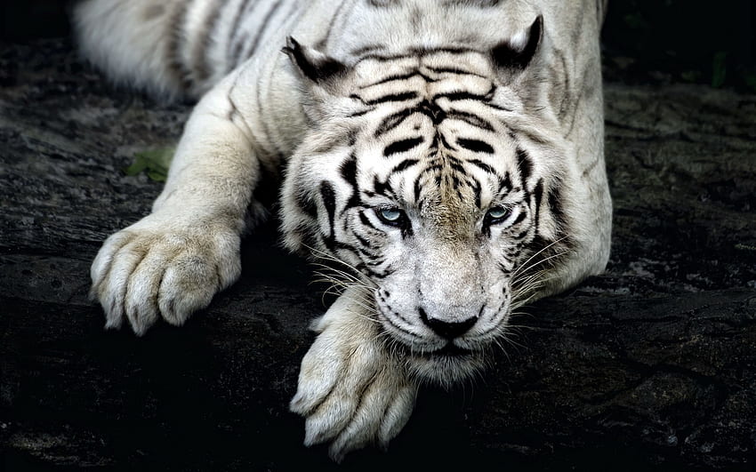 Animals, To Lie Down, Lie, Muzzle, Tiger, Albino HD wallpaper