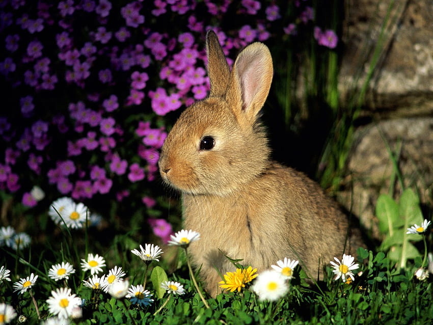 Animals, Flowers, Grass, Shadow, Kid, Tot, Rabbit HD wallpaper
