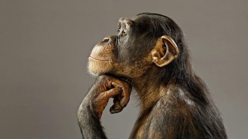 Chimpanzee, Primate HD wallpaper