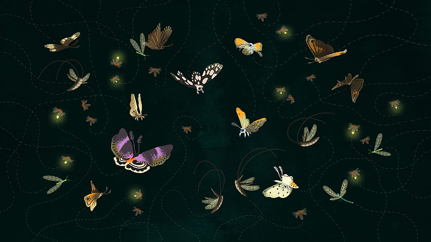 Mariposas Y Polillas, Luna Moth fondo de pantalla
