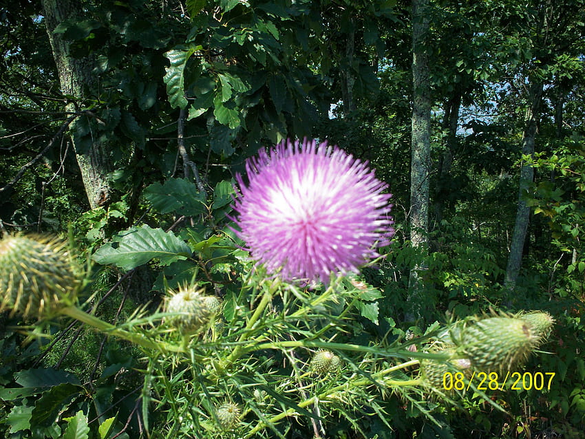 Thistle in bloom, nature, wild, thistle, flower HD wallpaper