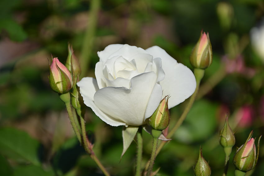 Flores, Flor Rosa, Rosa, Bloom, Floração, Botões, Caule papel de parede HD