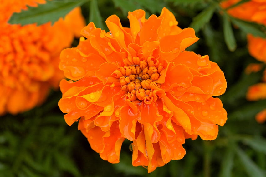 Macro Summer Bloom, summer bloom, orange flower, scenic summer, macro flower HD wallpaper