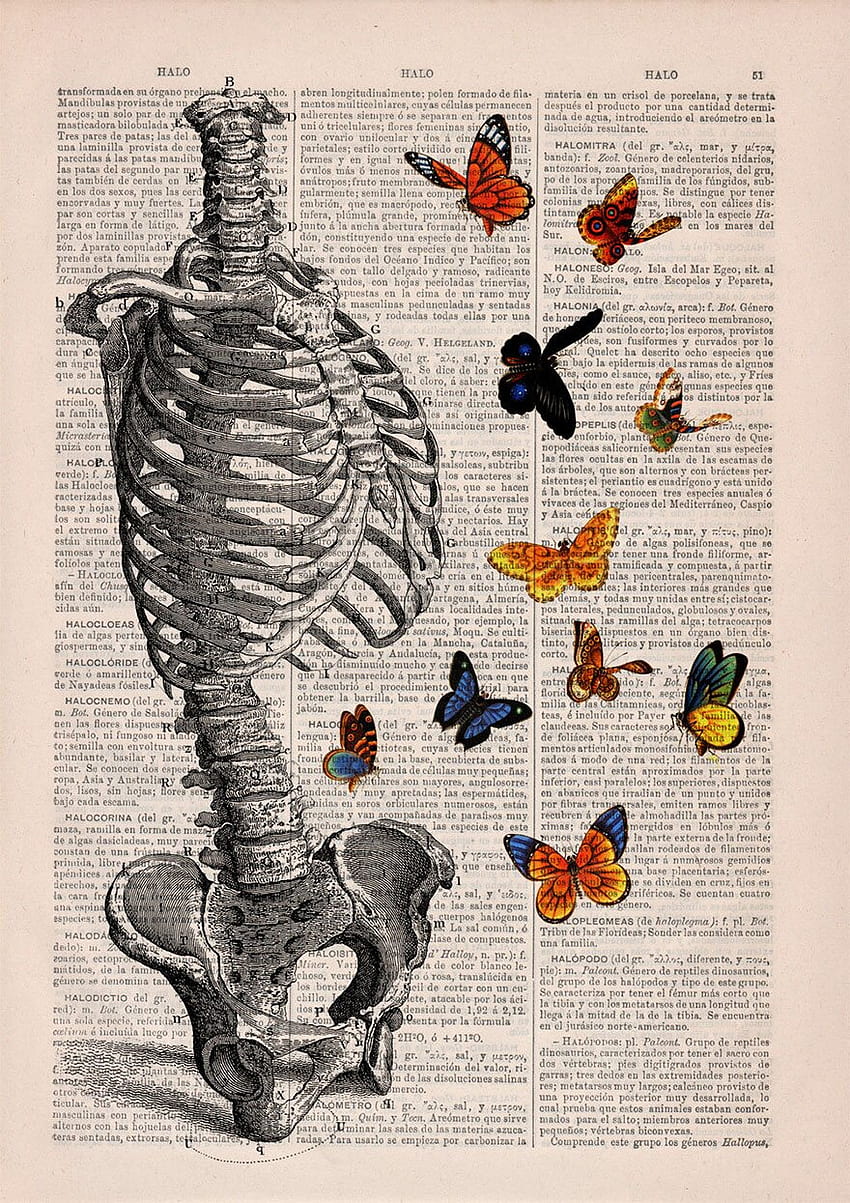 古い本のページに描かれたこれらの解剖図はとても豪華で、あなたはそれらであなたの部屋に行きたくなるでしょう。 HD電話の壁紙
