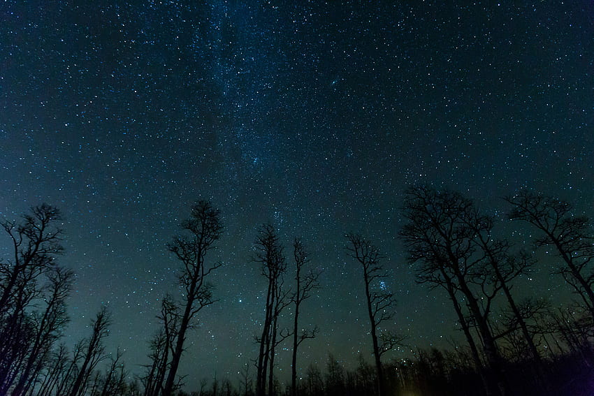 Natura, alberi, stelle, notte, cielo stellato Sfondo HD