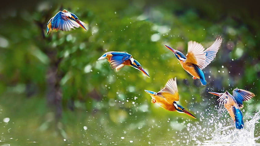 Piękne ptaki latające na niebie Tapeta HD