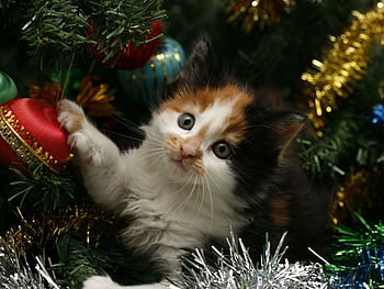Mobile Cat Wallpapers  Android iPhone Smartphone HD Wallpapers   Purrfect Love  Christmas cats Merry christmas cat Cat wallpaper