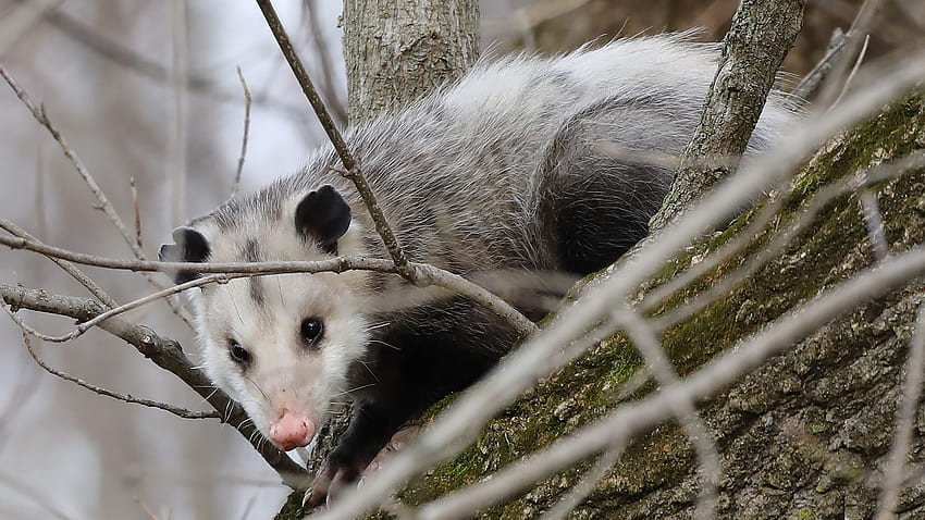 Adorable Opossum Builds a Whole Nest Under the Hood of This Car, Possums HD wallpaper