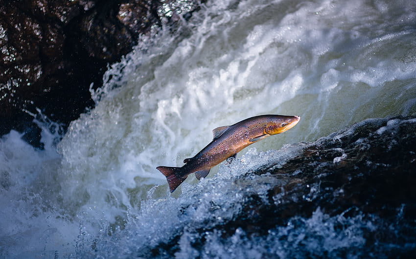 Trout, river, fish, water HD wallpaper