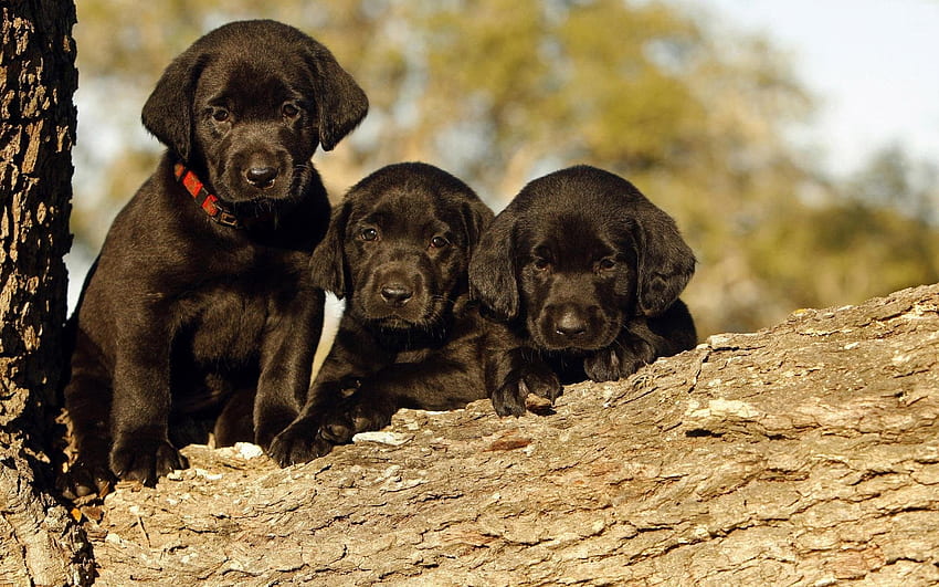 Cute, Baby, Three, Black, Dog, Full, Screen, , , New, Dogs HD wallpaper