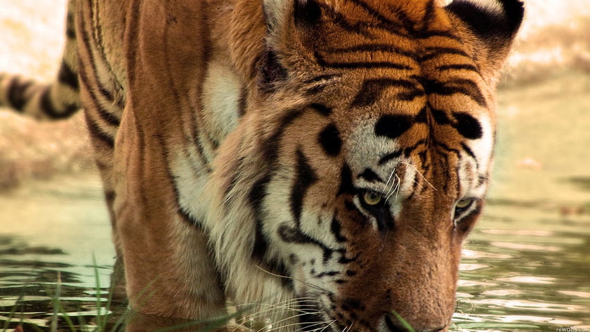 Animals, Muzzle, Striped, Predator, Big Cat, Tiger HD wallpaper