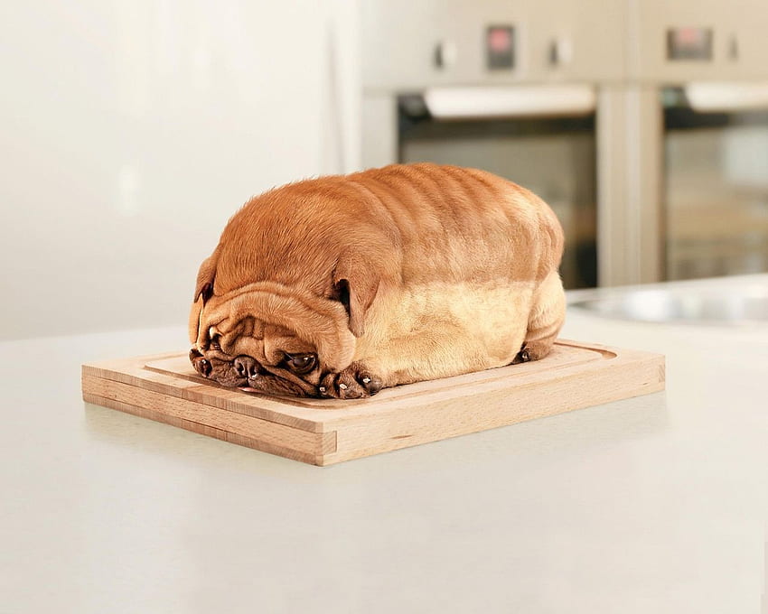 Funny Pug Dogs Bread, Cute Pug Dog HD wallpaper | Pxfuel