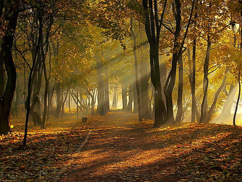 Oktobervorabend, Gold- und Orangenblätter, Weg, Bäume, Herbst, Sonnenstrahlen, Wald HD-Hintergrundbild