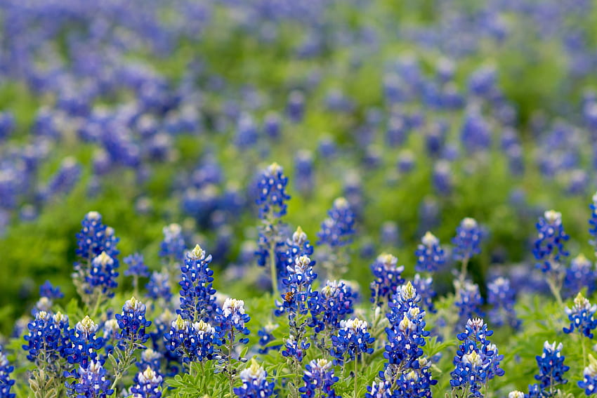 Field of Texas Bluebonnet · Stock HD wallpaper | Pxfuel