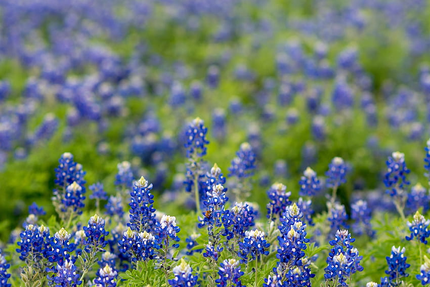 Lapangan Texas Bluebonnet · Stok Wallpaper HD