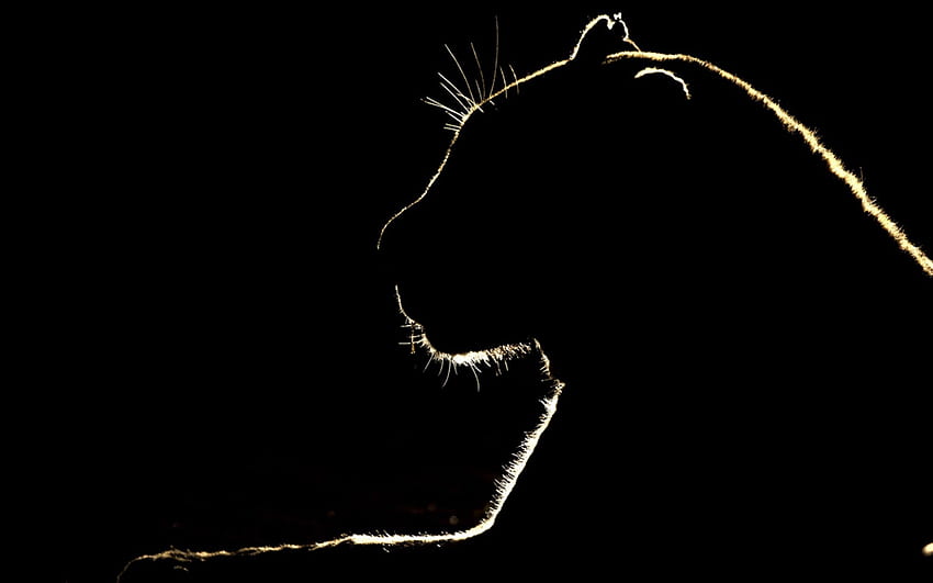 Löwensilhouette, schwarzer Hintergrund, Panthersilhouette, wilde Tiere, Wildtiere, Wildkatzensilhouette für mit Auflösung. Gute Qualität HD-Hintergrundbild
