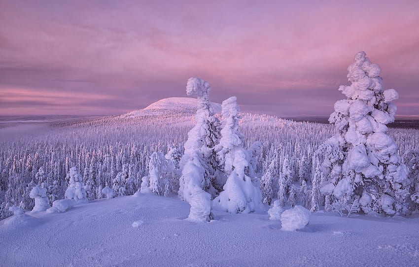 inverno, foresta, neve, alberi, Finlandia, Lapponia per , sezione пейзажи, Foresta artica Sfondo HD
