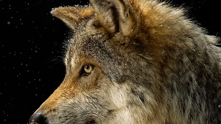 Wolf, Legendary Wolf HD wallpaper