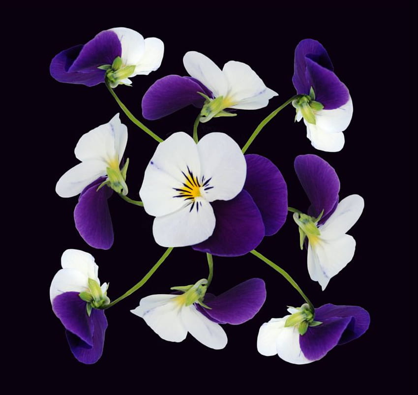 กะเทย, ฟ้า, ขาว, ดอกไม้ วอลล์เปเปอร์ HD