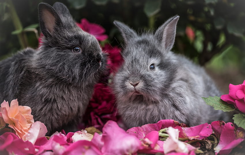 Animals, Flowers, Rabbits, Fluffy, Grey, Rabbit HD wallpaper