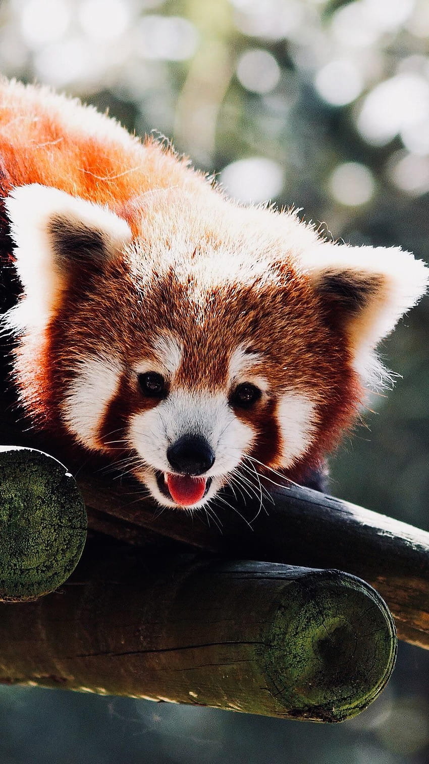 Red pandas are the best. Panda , Panda background, Animal, Cute Red ...