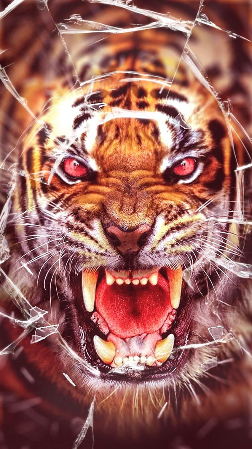 Twarz ryczącego tygrysa, głowa ryczącego tygrysa Tapeta na telefon HD