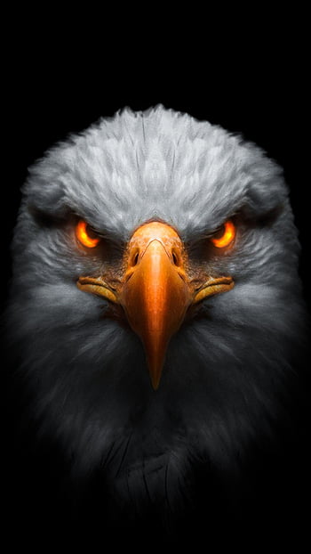 Premium AI Image | 3d illustration of stunning beautiful realistic eagle  bird on dark background