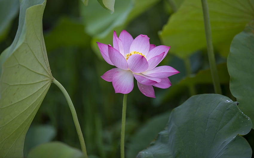 Lotos, różowy, liście, kwiat Tapeta HD