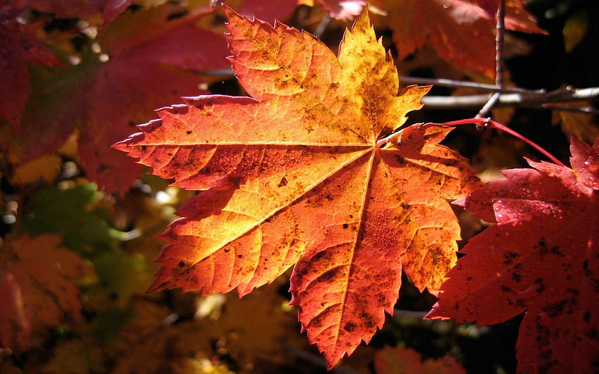 Autumn, Macro, Sheet, Leaf, Dry, Maple HD wallpaper
