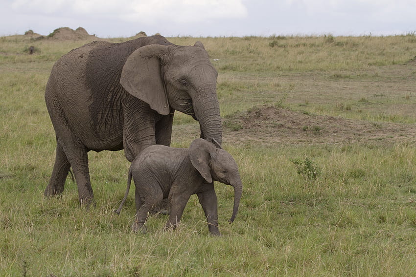 Animais, Natureza, Amor, Elefante, África, Bebê Elefante, Filhote De Elefante papel de parede HD