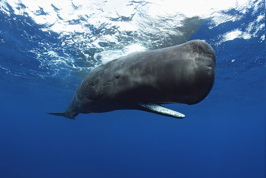 Sperm Whale, whale, sperm, mammal, ocean HD wallpaper