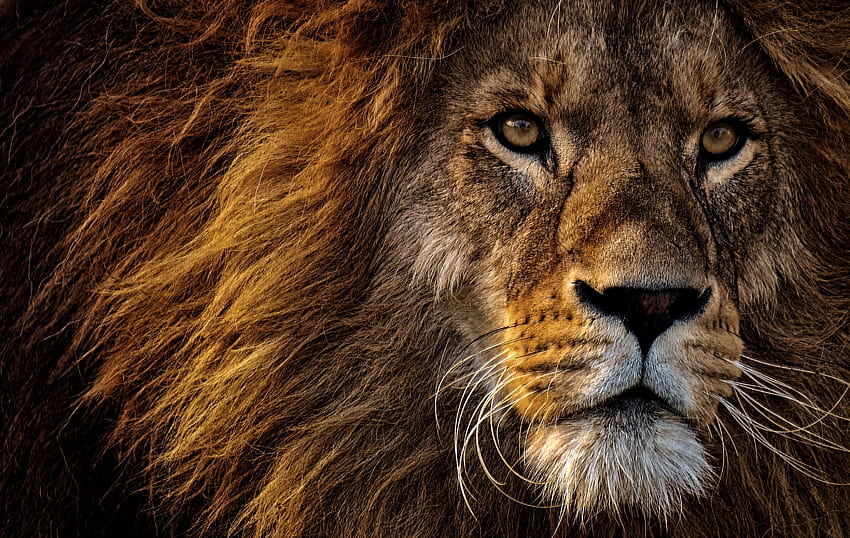 Animals, Muzzle, Lion, Predator, Sight, Opinion, Mane, King Of Beasts, King Of The Beasts HD wallpaper