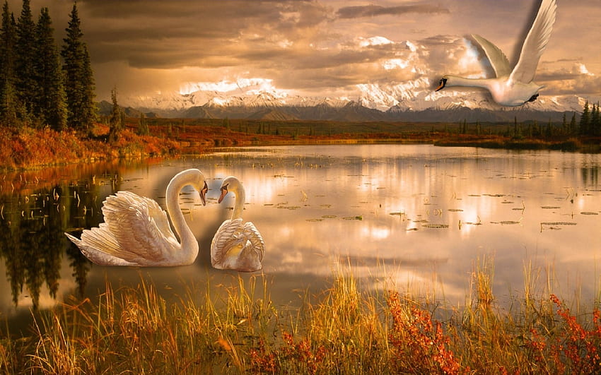Swan Lake Romance, Swan Autumn HD wallpaper