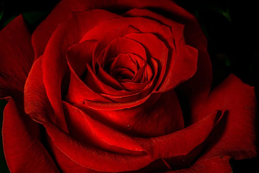 red rose background , Red Roses Laptop HD wallpaper