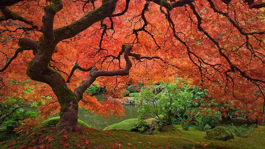 Hello Fall. Portland japanese garden, Japanese maple tree, Japanese garden HD wallpaper