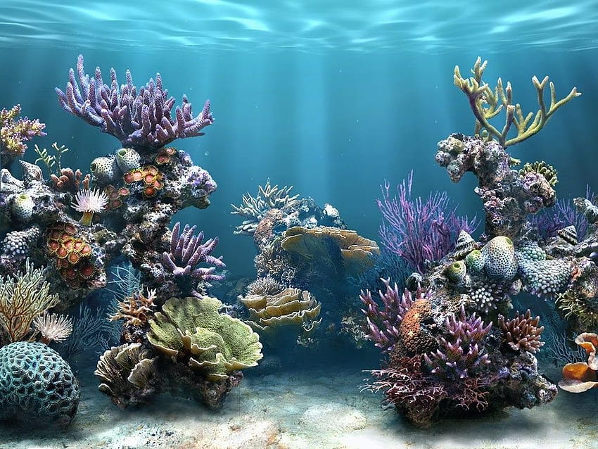 Природа : Коралов риф 150×150 Красив коралов риф HD тапет
