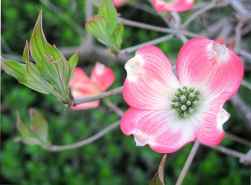 Dogwood Blossom, pink, flower, nature, spring, bloom, blossom, dogwood HD wallpaper