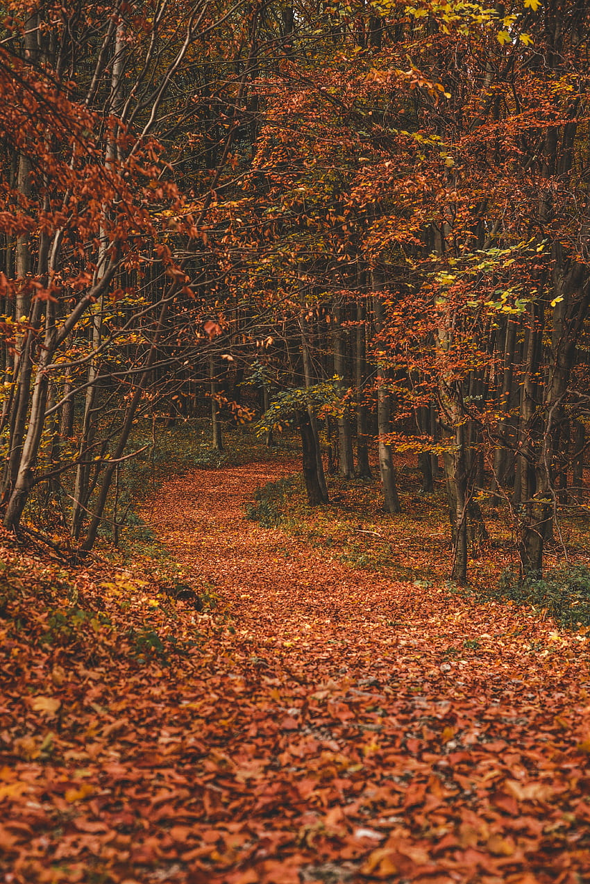 Natura, drzewa, jesień, liście, zakręt, las, ścieżka, szlak, upadły Tapeta na telefon HD