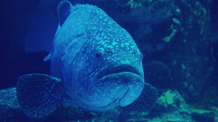 Como peixes e camarões podem ser recrutados como espiões subaquáticos, Grouper papel de parede HD