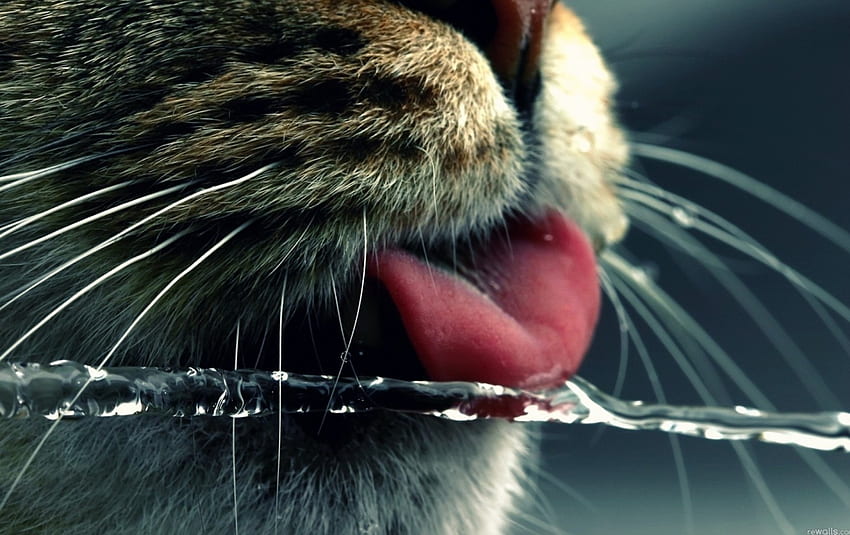 Cat, animal, tongue, water HD wallpaper
