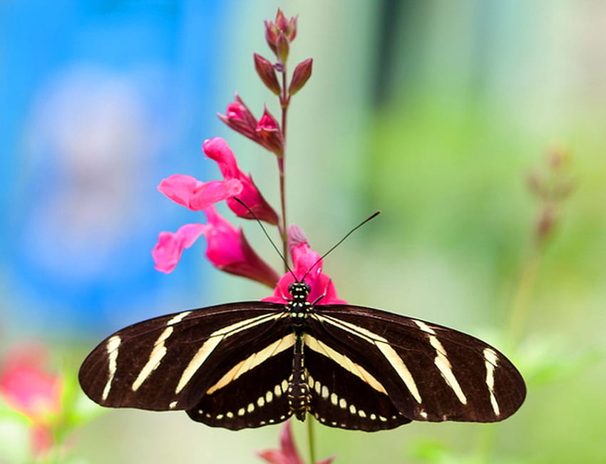 Zebra Longwing, butterfly, flower, longwing, yellow and black, pink ...