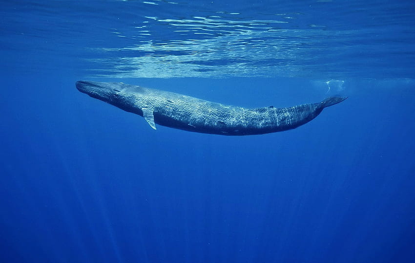 baleia, baleia azul papel de parede HD