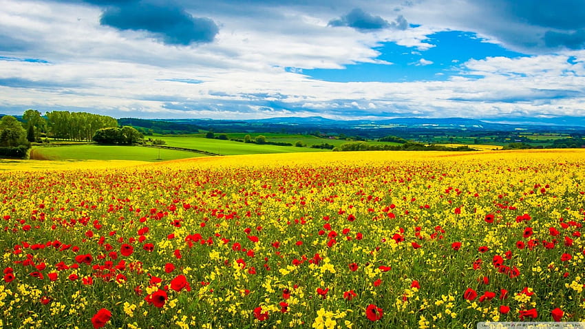 Spring Field ❤ for Ultra TV • Wide, 1920 X 1080 Spring HD wallpaper