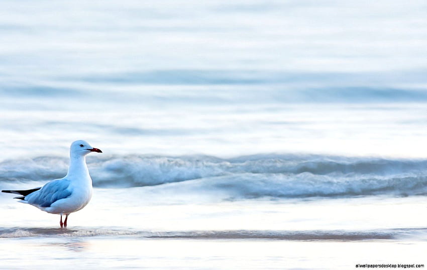 Beach Waves Sea Bird Seagull . All HD wallpaper | Pxfuel