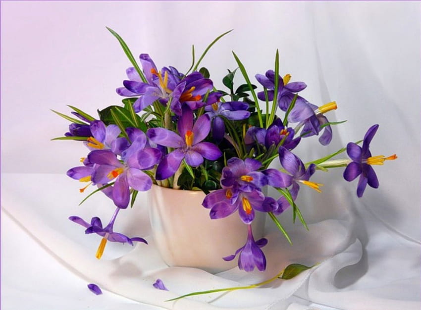 Пролетни цветя, ваза, пролет, свежо, лилаво, натюрморт, нежни, виолетови, листенца, цъфтящи, природа, цветя, минзухари HD тапет